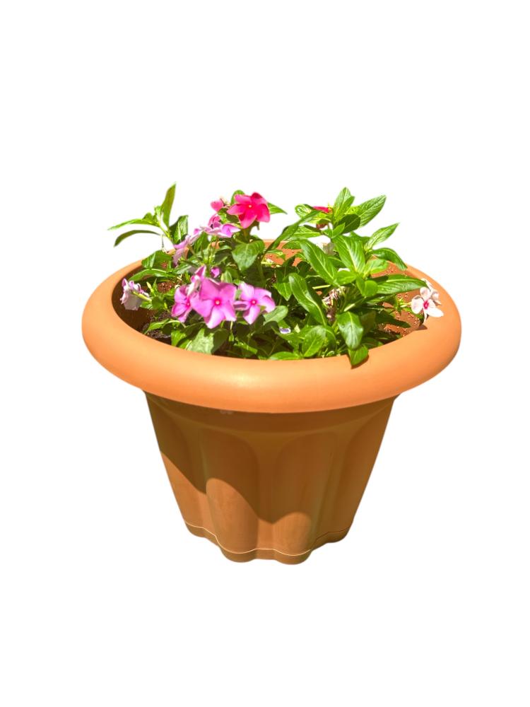 بفتة cathararnthus roses
