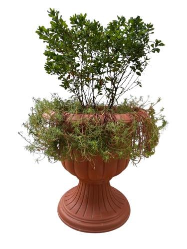 إكسورة قرمزية lxora coccinea