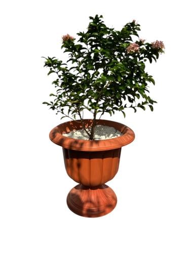 إكسورة قرمزية lxora coccinea