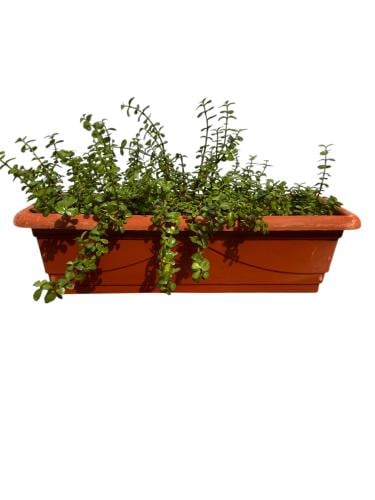 رجلة الصبار Portulacaria afra