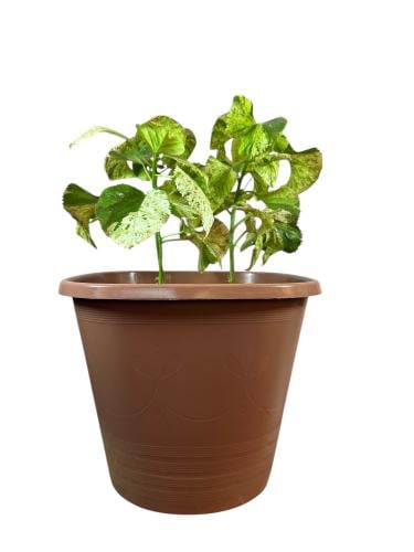 ورق أكاليفا Acalypha wilkesiana