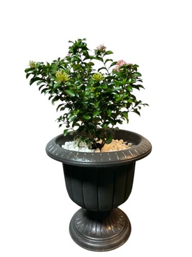 إكسورة قرمزية lxora coccinea