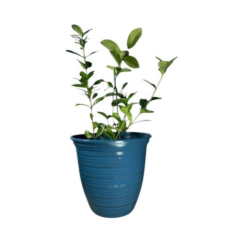 اكزورا نانا lxora coccinea