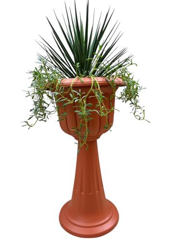 يكة ألوية الأرواق Yucca aloifolia