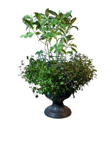 Pedilanthus Titimaloidny