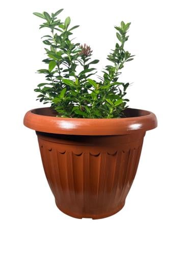 اكزورا نانا lxora coccinea