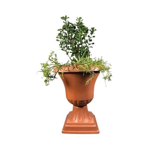 اكزورا نانا lxora coccinea