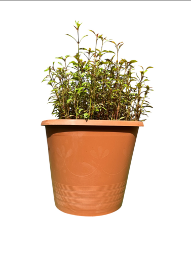 نمول شاهي احمر Alternanthera ficoidea