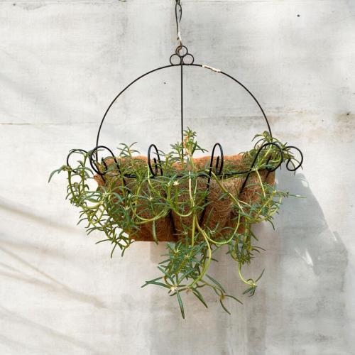 الدلب Sesuvium portulacastrum