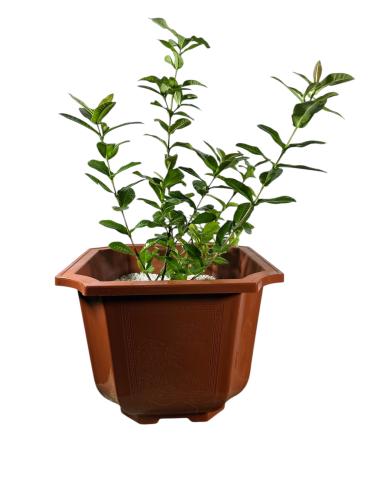 اكزورا نانا lxora coccinea