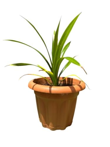 أوراق البنادان. ‏Pandanus amaryllifolius‏