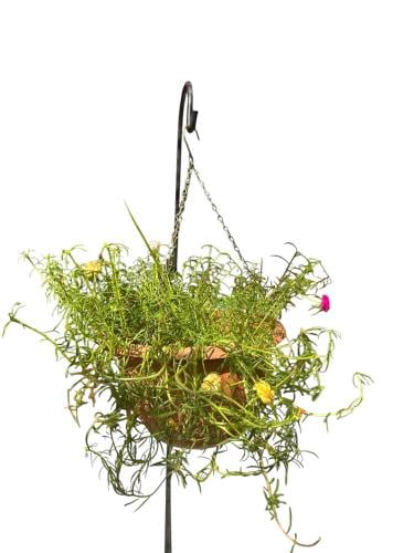 رجلة الزهور Portulaca grandiflora