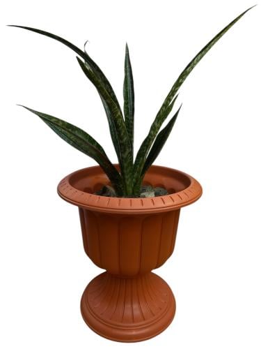 الذلب ثلاثي الأحزمة Sansevieria trifasciata
