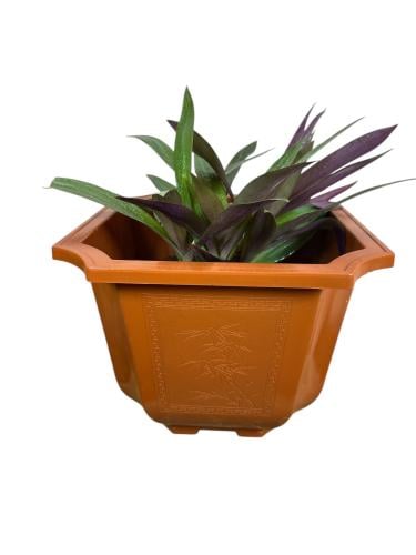 نبات صبار ريو المحار Tradescantia spathacea