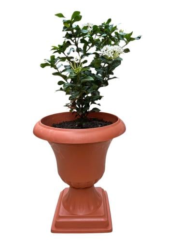 إكسورة قرمزية lxora coccinea