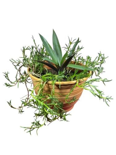 نبات المحار Tradescantia spathacea