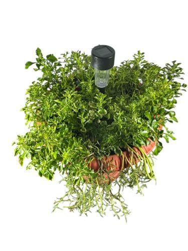 نمول Alternanthera ficoidea
