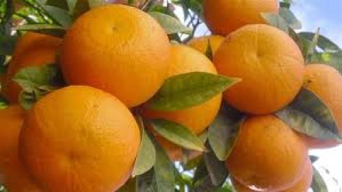 برتقال سكري