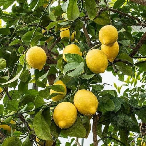 ليمون يوركا ( أحجام مختلفة )
