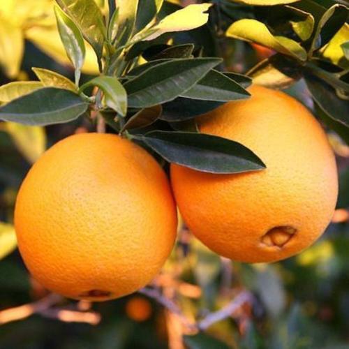 برتقال أبو صرة