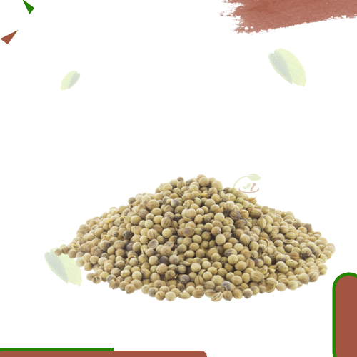 كزبرة