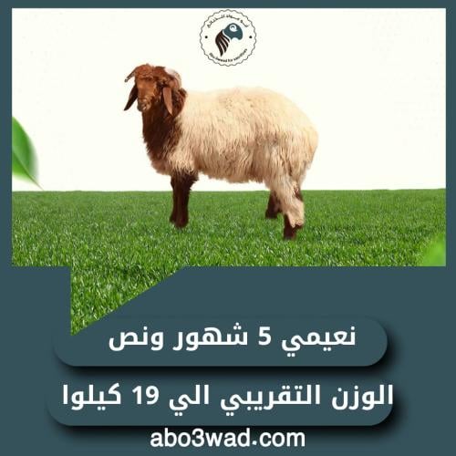 نعيمي - 5 شهور ونص