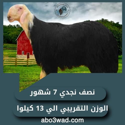 نصف نجدي - 7 أشهُر
