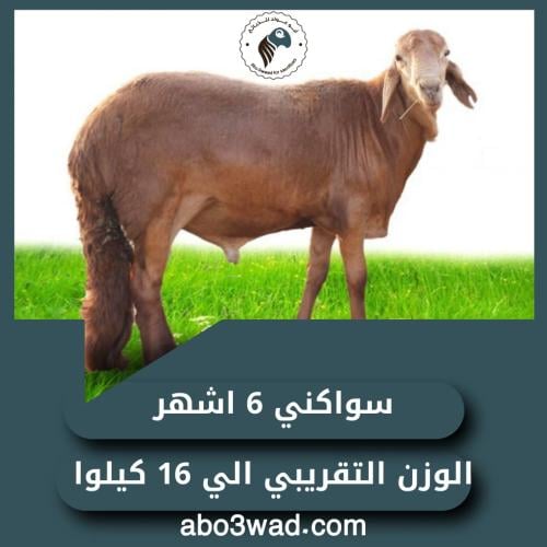 سواكني - 6 أشهُر