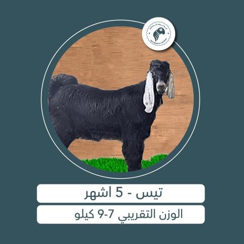 تيس - 5 أشهُر