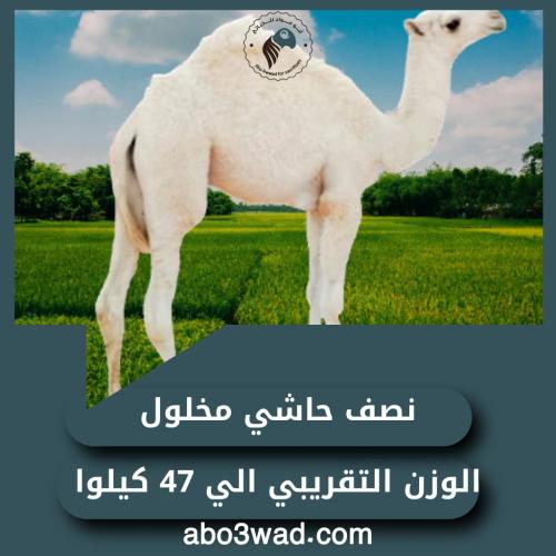 نص حاشي مخلول