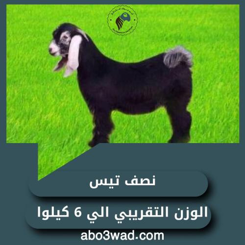 نص تيس - 6 أشهُر
