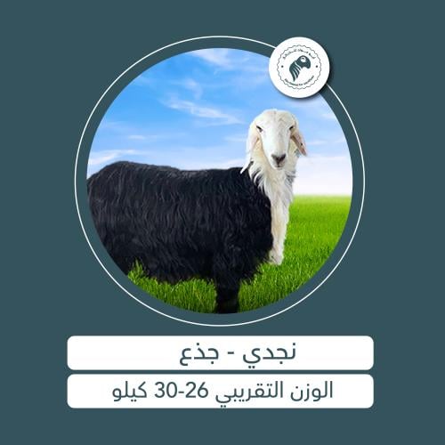 نجدي - جذع