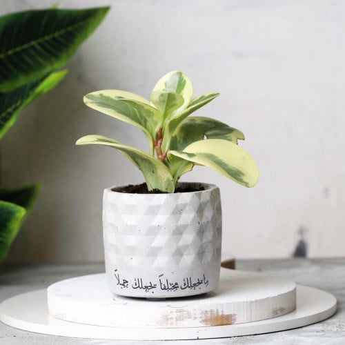 اصيص بعباره ، نبات ببروميا [ طبيعي ]