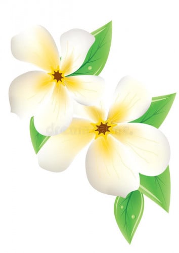 زيت عطري ( زهرة هاواي)