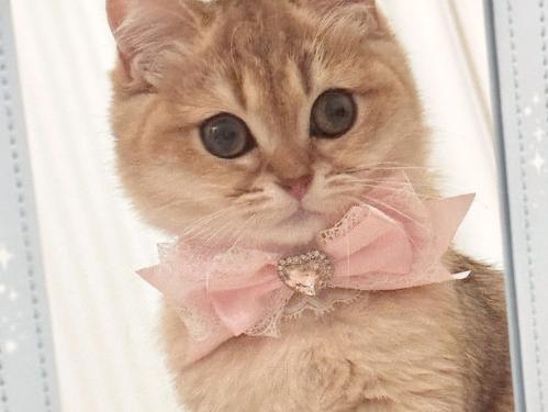 ♡ Angelic bow for pets ♡