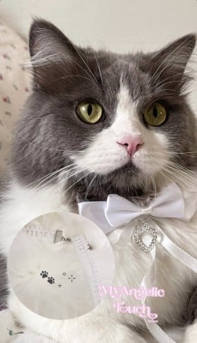Cloudy bow for pets