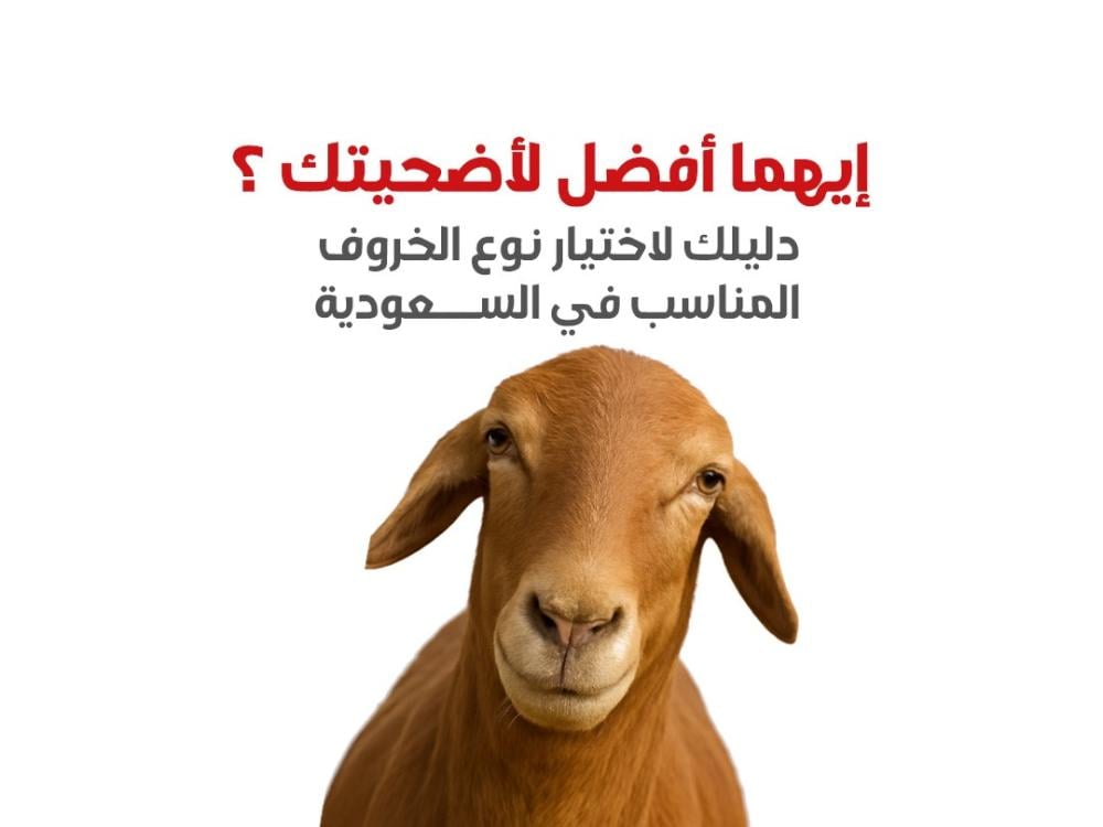 ‏أيهما الأفضل لأضحيتك؟ دليلك لاختيار نوع الخروف المناسب في السعودية