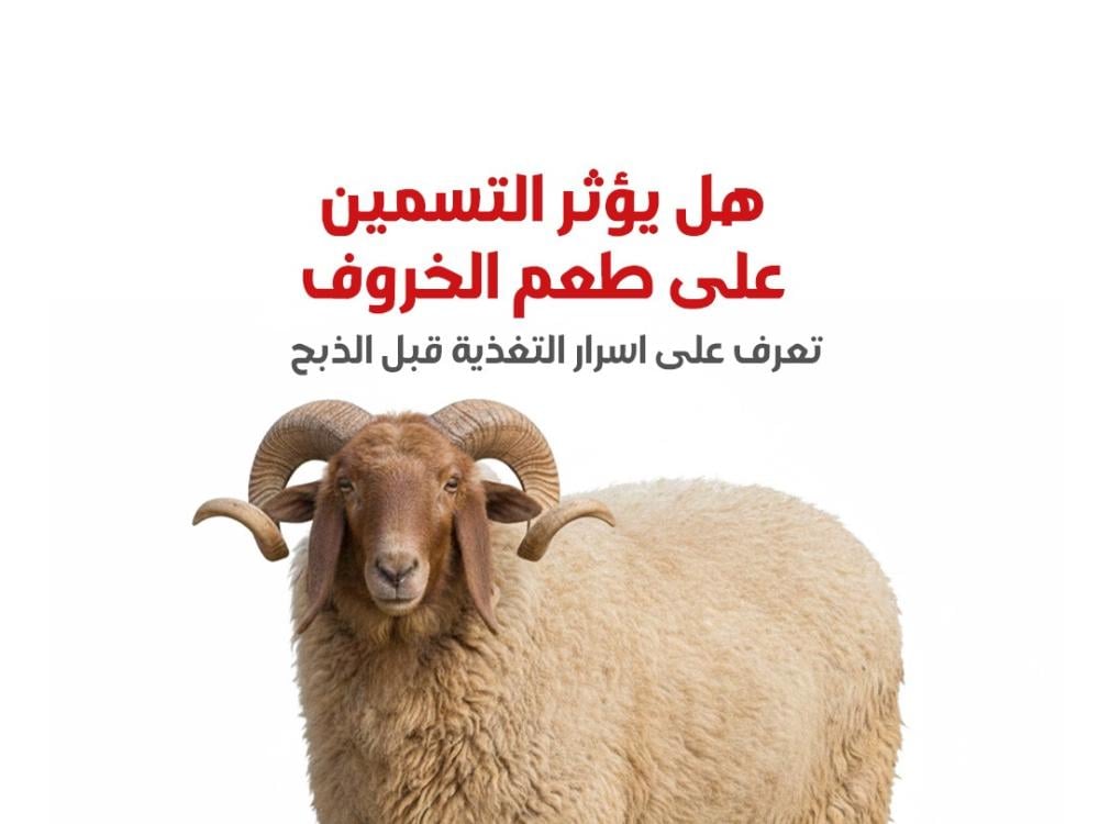 ‏هل يؤثر التسمين على طعم الخروف؟ تعرّف على أسرار التغذية قبل الذبح