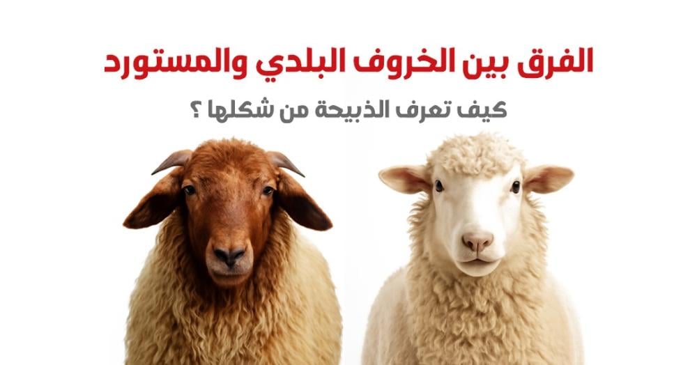 الفرق بين الخروف البلدي والمستورد: كيف تعرف الذبيحة من شكلها