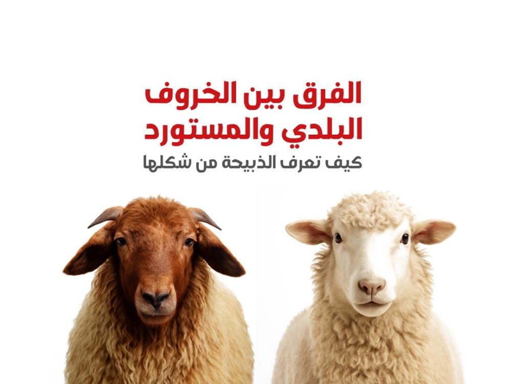 الفرق بين الخروف البلدي والمستورد: كيف تعرف الذبيحة من شكلها