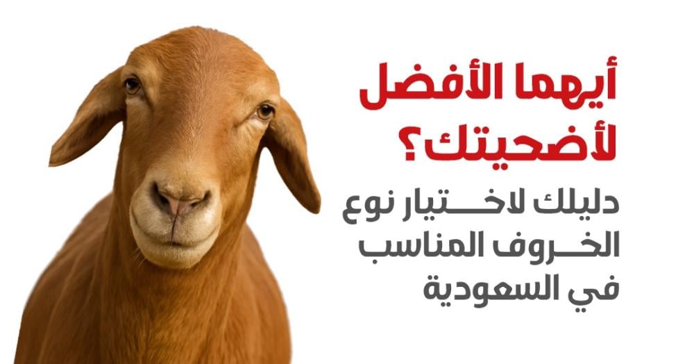 ‏أيهما الأفضل لأضحيتك؟ دليلك لاختيار نوع الخروف المناسب في السعودية