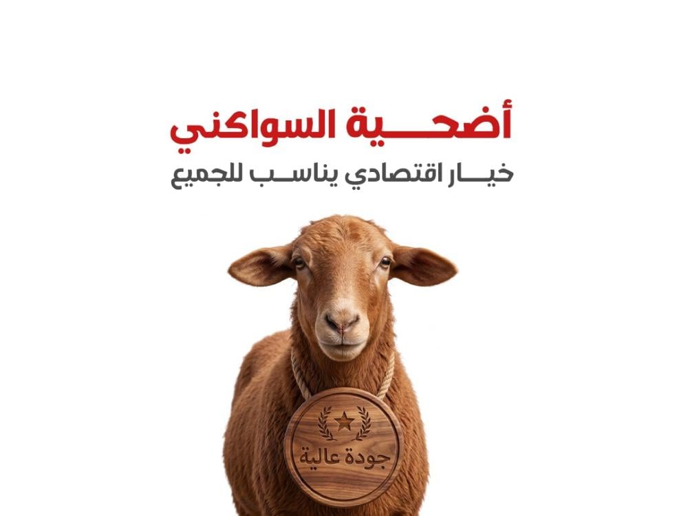 أضحية سواكني في السعودية | خيار اقتصادي متوفر للأضاحي
