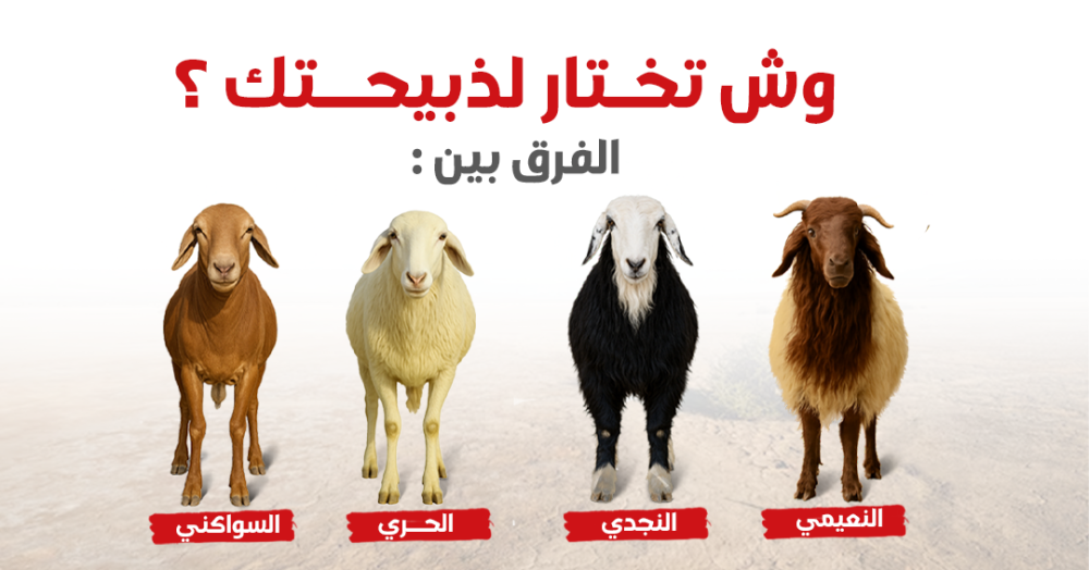 وش تختار لذبيحتك ؟ الفرق بين النعيمي ، النجدي ، النجدي ، الحري ، والسواكني
