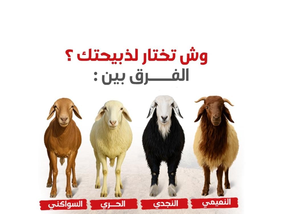 وش تختار لذبيحتك ؟ الفرق بين النعيمي ، النجدي ، النجدي ، الحري ، والسواكني