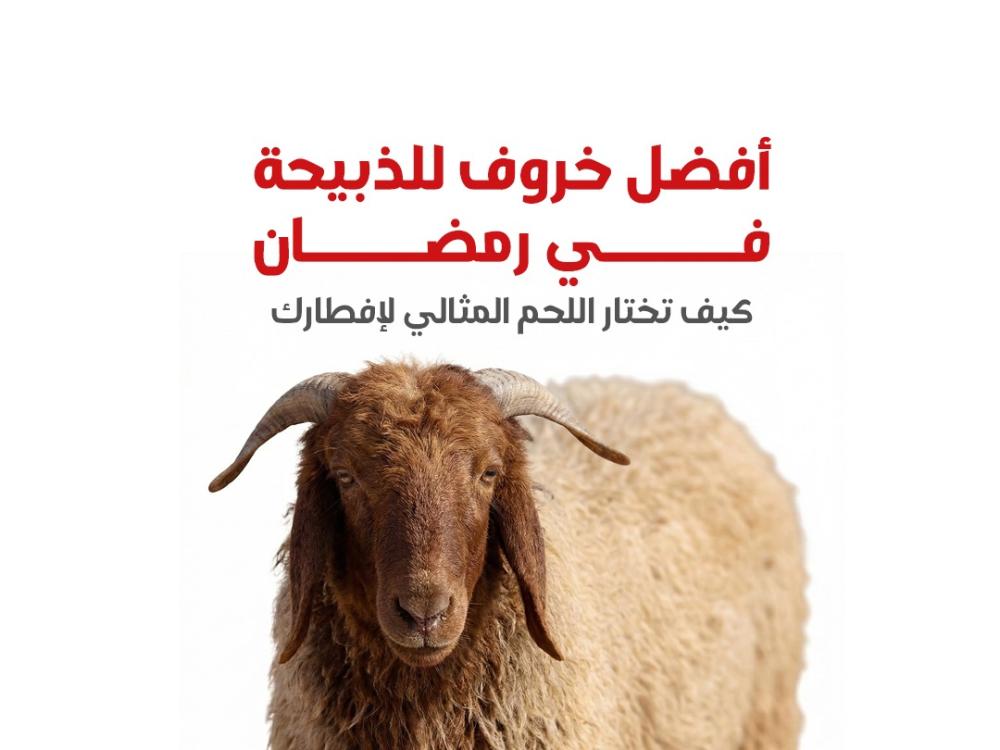 أفضل خروف للذبيحة في رمضان – كيف تختار اللحم المثالي لإفطارك ؟
