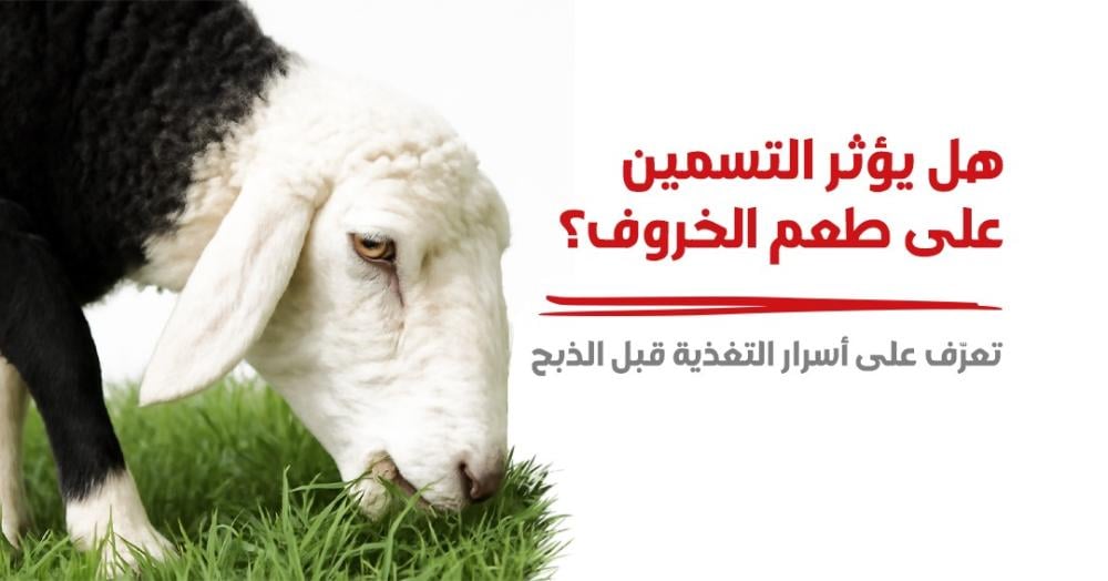 ‏هل يؤثر التسمين على طعم الخروف؟ تعرّف على أسرار التغذية قبل الذبح