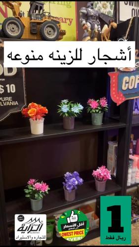 اشجار للزينة منوعه