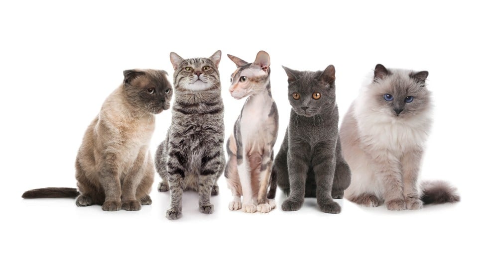أنواع وسلالات القطط المنزلية وكيف تختار الأكل المناسب لنوع قطتك