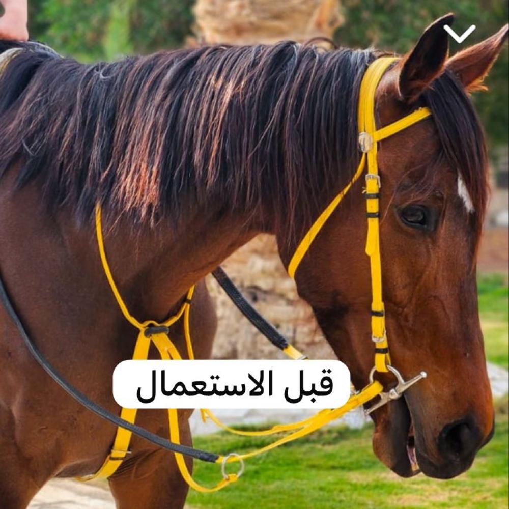 زيت R&g للخيل