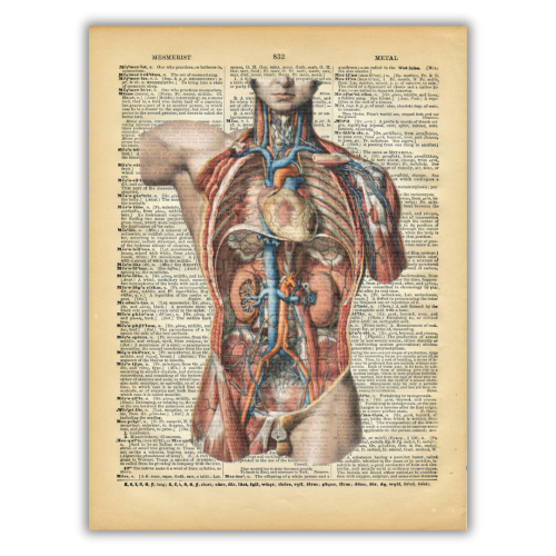 لوحة فنية طبية كالقاموس لتشريح الباطنية XII
